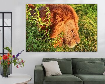 Lion walking in the Masai Mara National Reserve, Kenya von MPfoto71