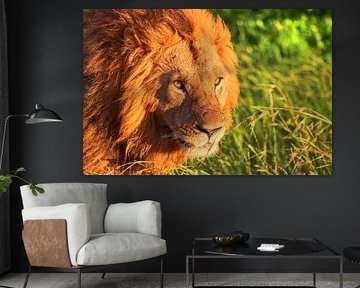 Lion walking in the Masai Mara National Reserve, Kenya von MPfoto71