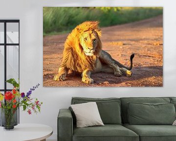 Majestic male lion resting on a dirt road in Africa von MPfoto71
