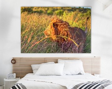 Majestic male lion resting on a dirt road in Africa von MPfoto71