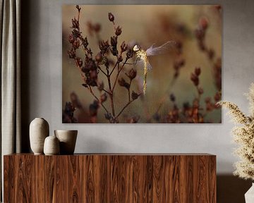 Libellule de bruyère précoce sur Matthias Brix