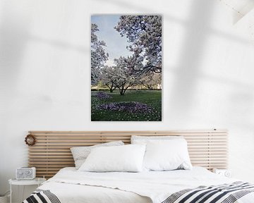 Magnolia blossom in a park in Würzburg