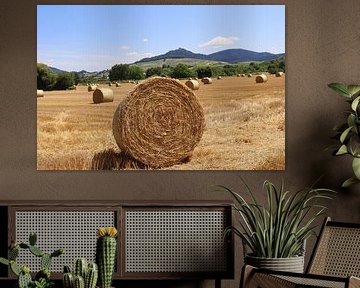 Rundballen (Strohballen) auf einem abgeernteten Getreidefeld von Rüdiger Rebmann