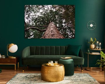 Mächtige Kiefer von unten von Rüdiger Rebmann