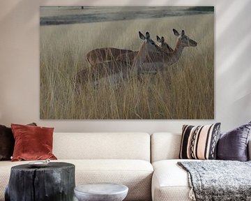 Gazelles / Impala's Mlilwane, Swaziland, Zuid-Afrika sur Maurits Bredius