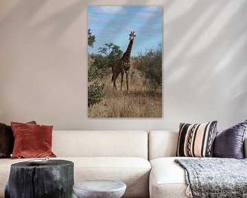 Giraffe, Krugerpark, Zuid-Afrika van Maurits Bredius