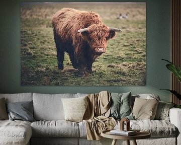 Highland Rind im Morgenlicht