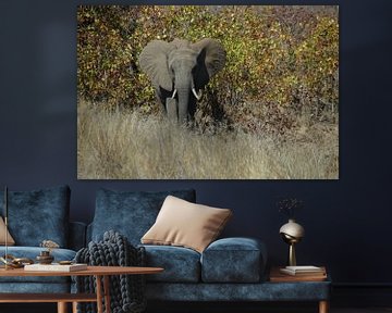 Olifant / Elephant, Krugerpark, Zuid-Afrika van Maurits Bredius