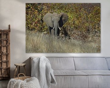 Olifant / Elephant, Krugerpark, Zuid-Afrika van Maurits Bredius