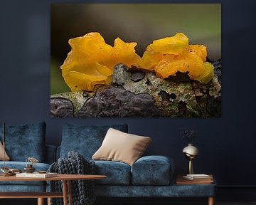 Yellow quaking fungus (Tremella mesenterica)