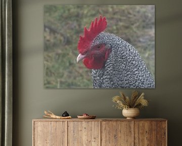 Alerte jonge Noord hollandse blauwe haan van Bianca Sint