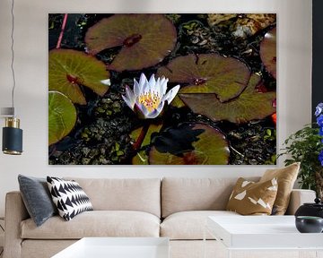 Water lily in botanical garden in Colombia