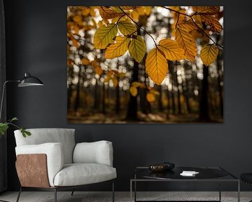 Autumn leaves in sunlight