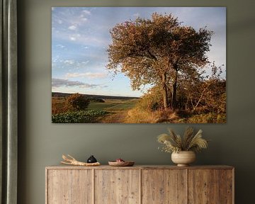 Boom in herfst met avondlicht