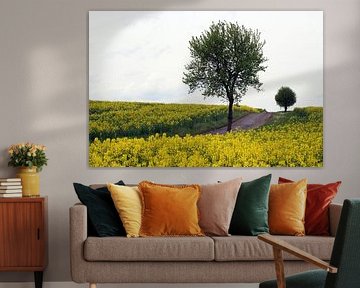 Boom met pad in de lente