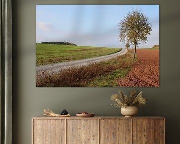 Boom met pad in herfst