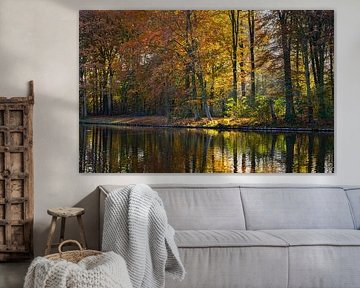 The morning sun shines through the Haase Forest in autumn foliage