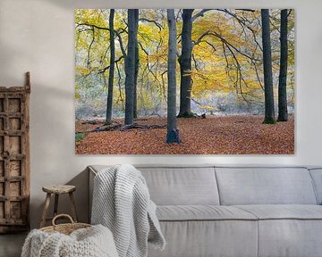 Autumn: Beautiful vista in the Cape Forests