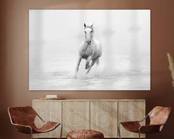 White horse in freedom | black and white | horse photography by Laura Dijkslag