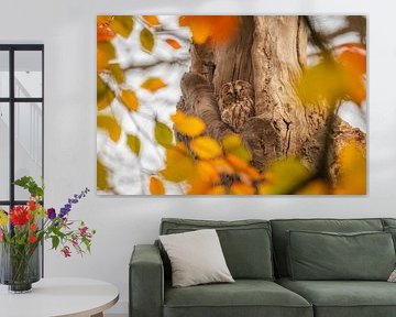 Bosuil in beukenboom bij herfstlicht