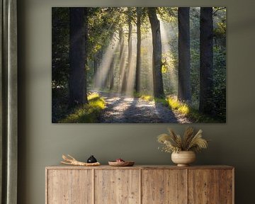 Zonnestralen tussen de bomen van Plantloon