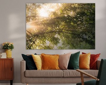 Zonnestralen tussen takken en bladeren