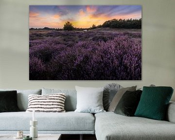 Zonsondergang boven bloeiende heide