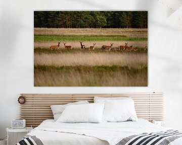 Flock of red deer with young
