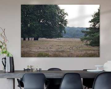 Edelherten herkauwen in alle rust van A Rap