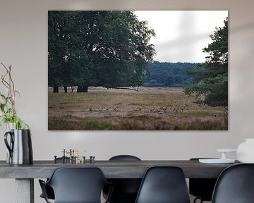 Red deer ruminate in peace by Albert Rap