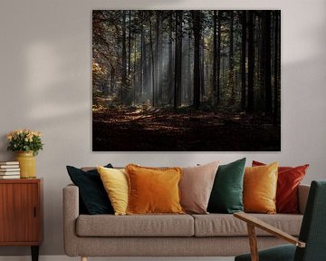 Mystical autumn mist in the forest by Robin Jongerden