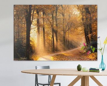 Zonneharpen in het Speulderbos – Warm herfstlicht langs het kronkelpad