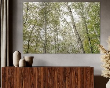 Birkenwald von Douwe Schut