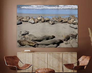 Phoque de chien sur Matthias Brix