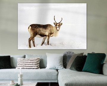 Renne broutant dans la neige en hiver dans le nord de la Norvège sur Sjoerd van der Wal Photographie