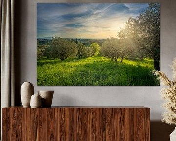 Schönes Licht über Olivenhain in der Toskana