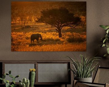 Sonnenuntergang mit Elefant in Namibia von Robert van Hall