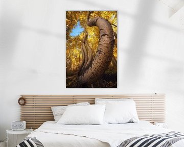 The dancing aspens by Martin Podt