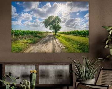 Un chêne solitaire veille sur les vignobles toscans de Bolgheri sur Stefano Orazzini