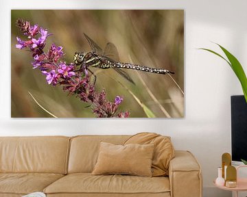 Mosaïque de tourbe sur Matthias Brix