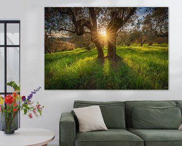 Sonnenuntergangslicht in einem alten Olivenhain in der Maremma, Toskana von Stefano Orazzini