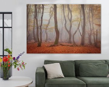 Tanzende Bäume im Speulder Wald - Nebeliger Morgen voller Stille