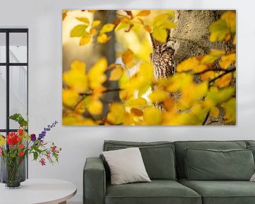 Sleeping tawny owl in autumn forest by Jasper Kok