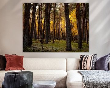 Sonnenlicht auf Herbstblättern