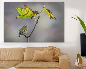 Autumn tranquillity with Goldcrest