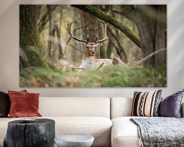 Damhert sur Ger van den Broek