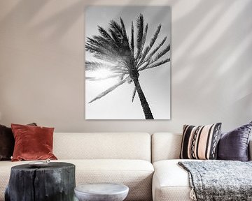 palmtree sur Michael Schulz-Dostal