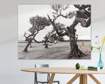 Dancing trees von Michael Schulz-Dostal