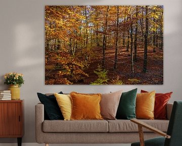 Trees in autumn in Jasmund National Park on the island of Rügen by Rico Ködder