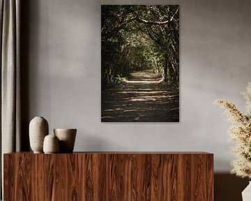 Forest path in Light and Shadow Natural Tunnel of Green by Femke Ketelaar